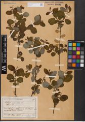 Foto von Salix aurita L.